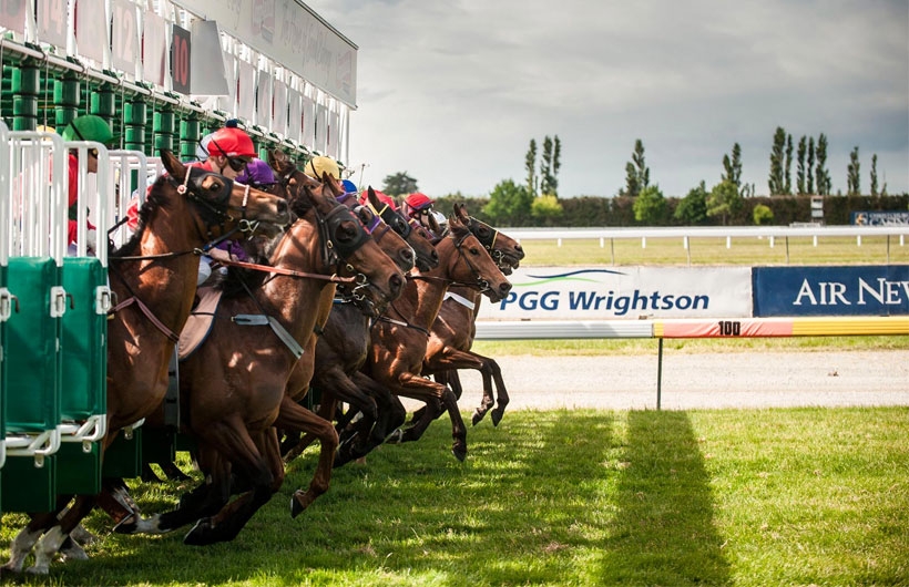 Interislander horse races